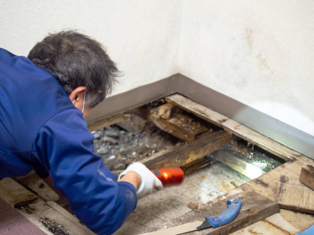Best Mold Testing  in Woodville, MS