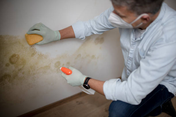 Best Attic Mold Removal  in Woodville, MS