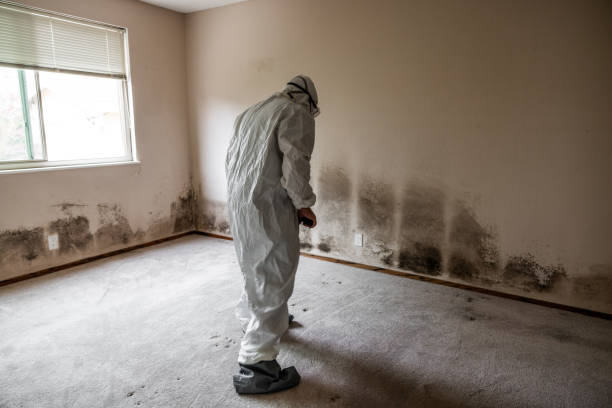 Best Fast Mold Removal  in Woodville, MS