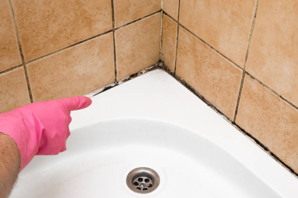 Best Certified Mold Removal  in Woodville, MS